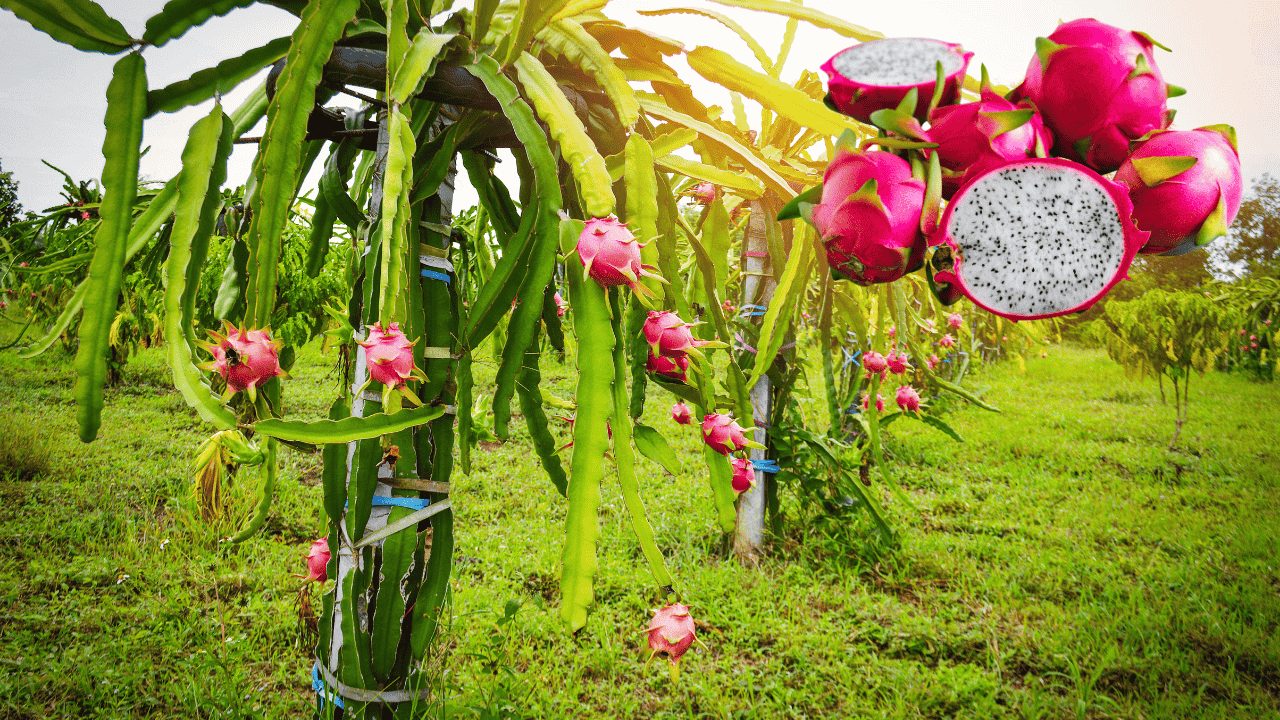 Dragon Fruit Cultivation in Pakistan