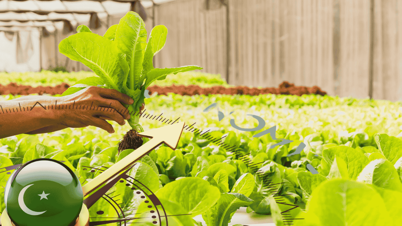 Lucrative Opportunity for Pakistani Farmers