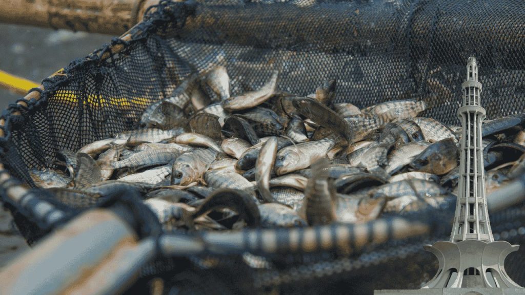 Model Fish Market in Lahore